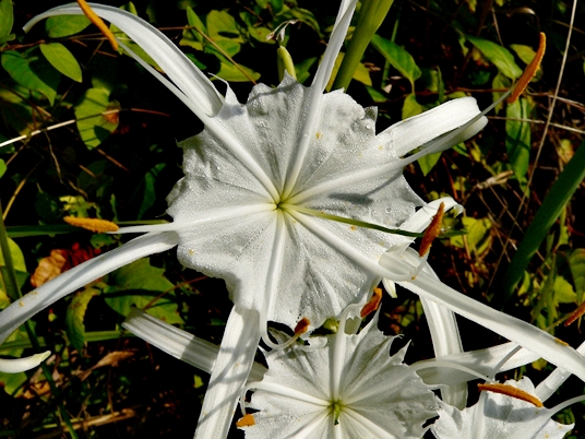 {Hymenocallis occidentalis}